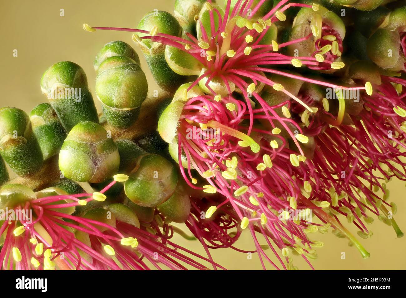 Makroansicht von Botllebush (Callistemon) „Pink Champagne“-Blüten, die aus dem Blütenstand in Südaustralien hervorgehen Stockfoto