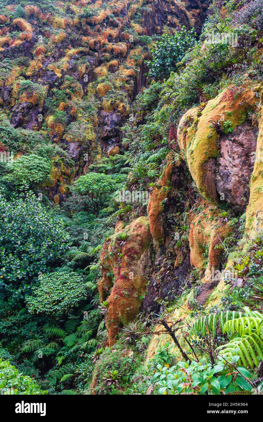 Farbenfrohe, tropische Vegetation wächst an den Hängen des La Grande Soufriere, einem aktiven Stratovulkan auf Basse-Terre; Guadeloupe, Französisch-Westindien Stockfoto