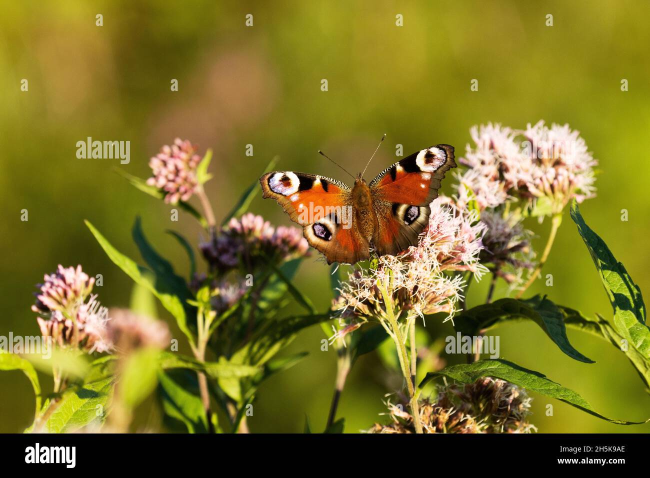 Aglais io, ein farbenfroher europäischer Schmetterling, sammelt Nektar aus einer Hanfagromonie, Eupatorium Cannabinum-Pflanze an einem Sommertag. Stockfoto