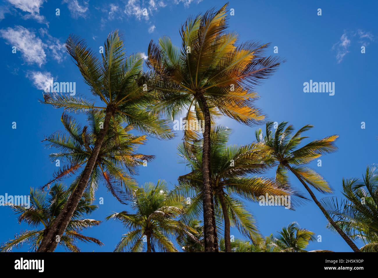 Palmen (Arecaceae) vor einem strahlend blauen Himmel, Anse Sainte Anne, Grande-Terre; Guadeloupe, Französisch-Westindien Stockfoto