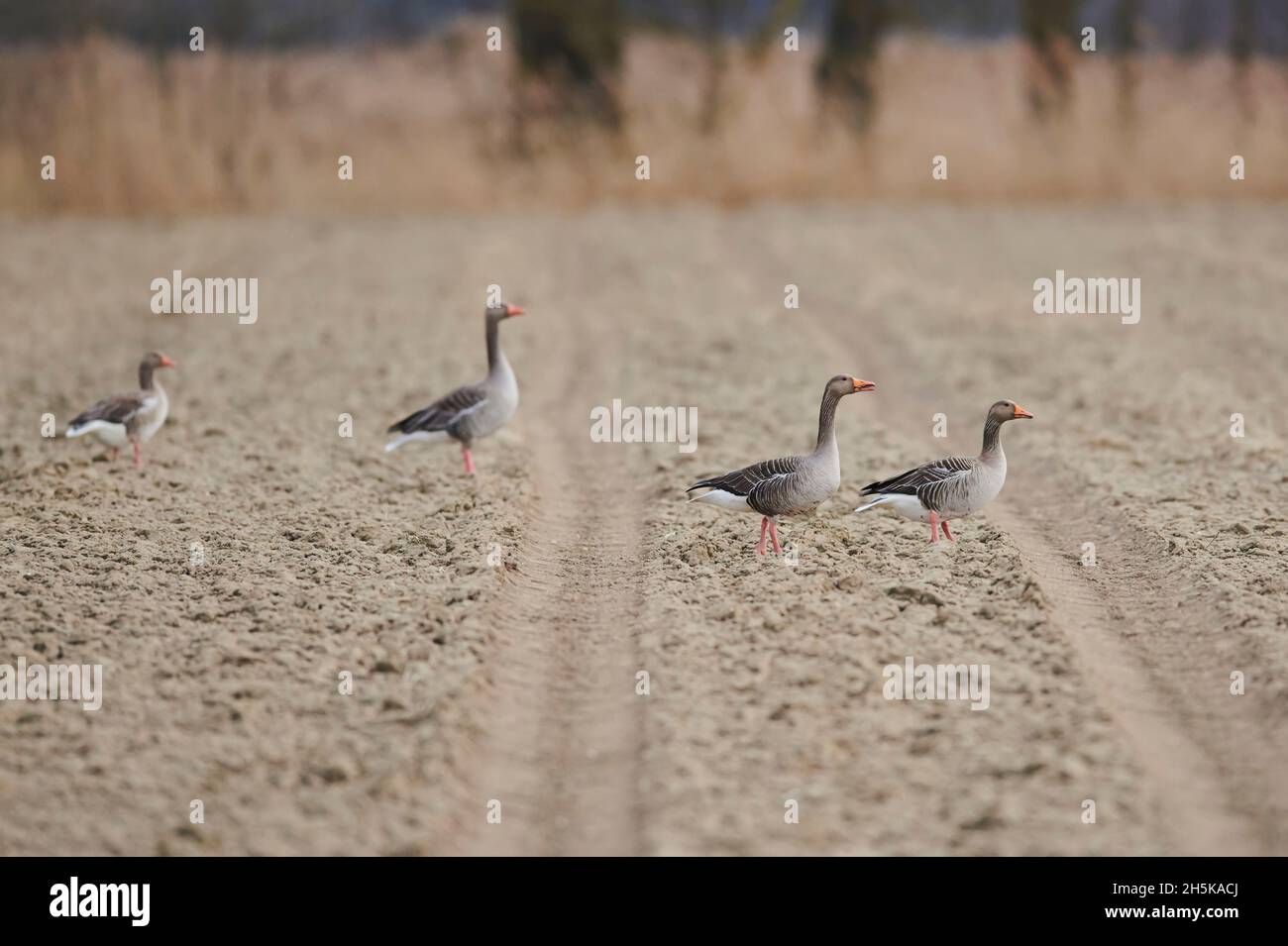 Graugänse (Anser anser) stehen an einem Strand mit Reifenpfaden; Bayern, Deutschland Stockfoto