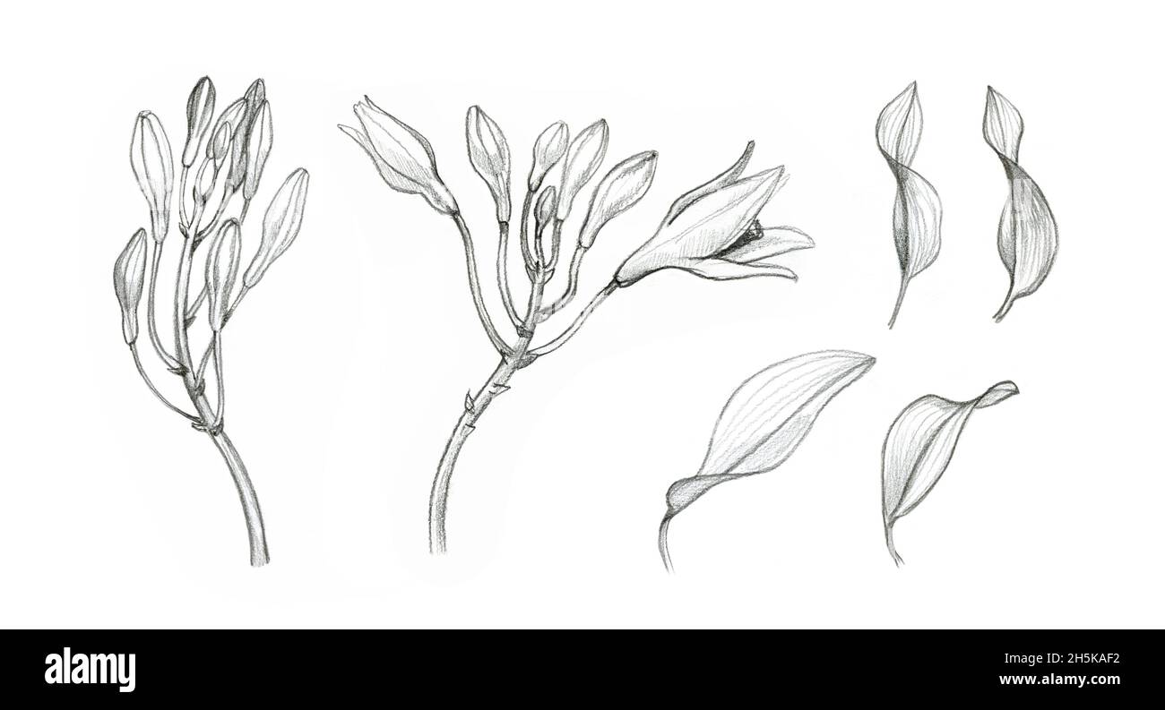 Vanille Orchidee blüht, Knospen und Blätter. Bleistiftskizze einer exotischen Pflanze. Botanische handgezeichnete Illustration isoliert auf weißem Hintergrund. Sammlung von Stockfoto