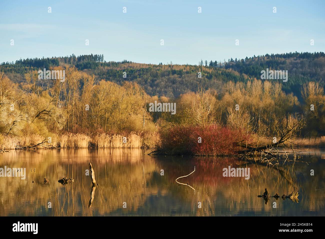 Morgen an einem Billabong des Danubia Flusses mit altem Holz; Bayern, Deutschland Stockfoto
