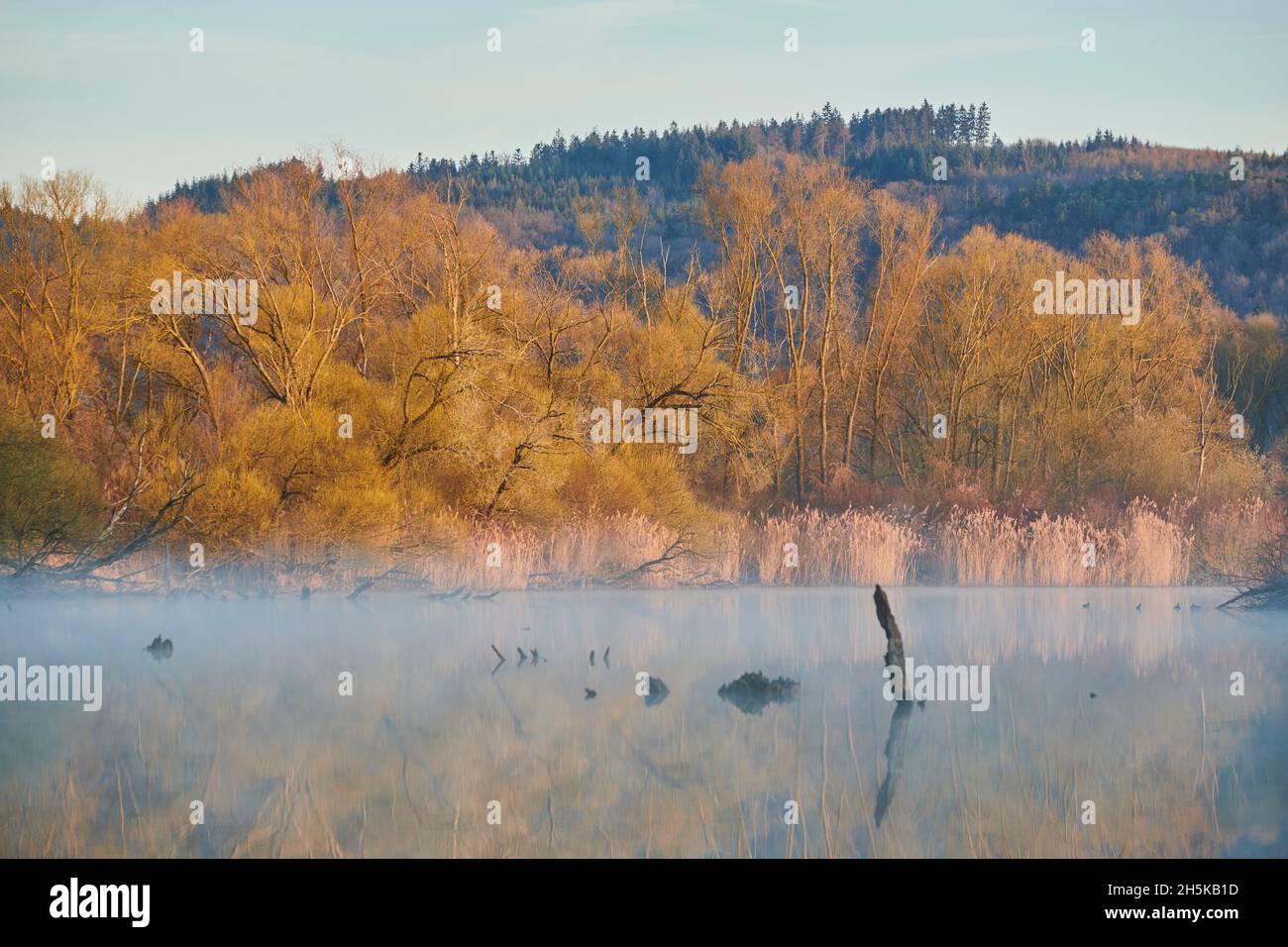 Sonnenaufgang über einem Billabong des Danubia Flusses mit altem Holz; Bayern, Deutschland Stockfoto