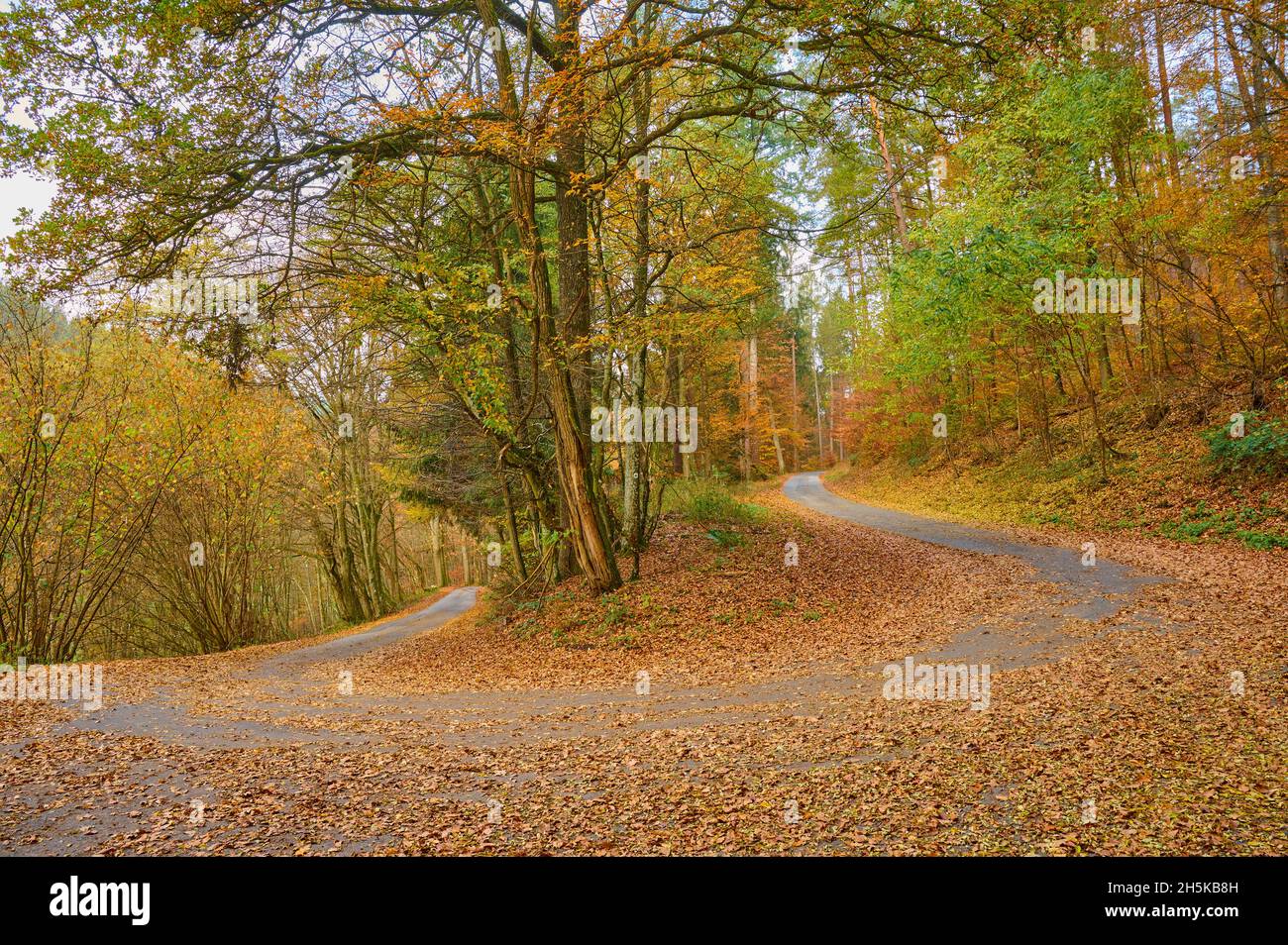 Haarnadelwende in einem herbstbunten Wald; Ernsttal, Mudau, Odenwald, Baden-Württemberg, Deutschland Stockfoto