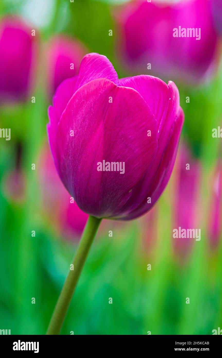 Nahaufnahme einer wunderschönen rosa Tulpe, die auf einem Tulpenfest in der Blüte steht; Ottawa, Ontario, Kanada Stockfoto