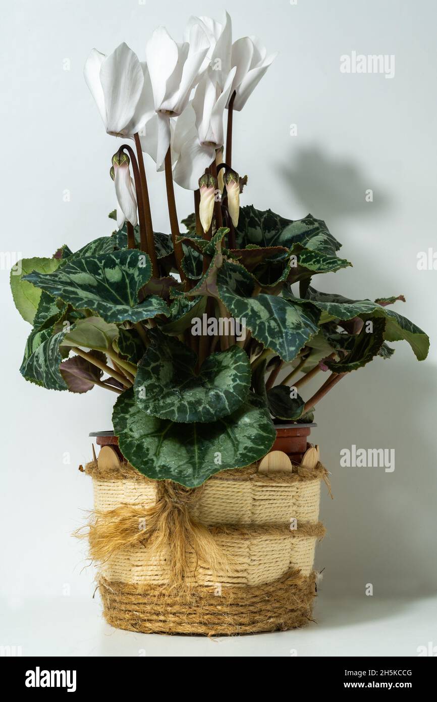 Cyclamen weiß natürlichen Topf Pflanze weißen Hintergrund Stockfoto
