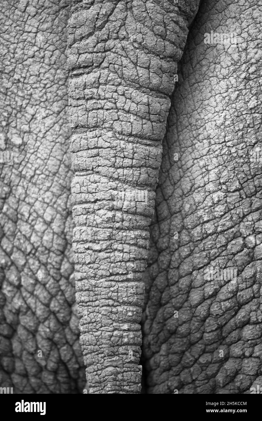 Nahaufnahme der Haut eines weißen Rhinozeros (Ceratotherium simum). Dieses weiße Nashorn wurde gerettet, als junge dann in die ... Stockfoto