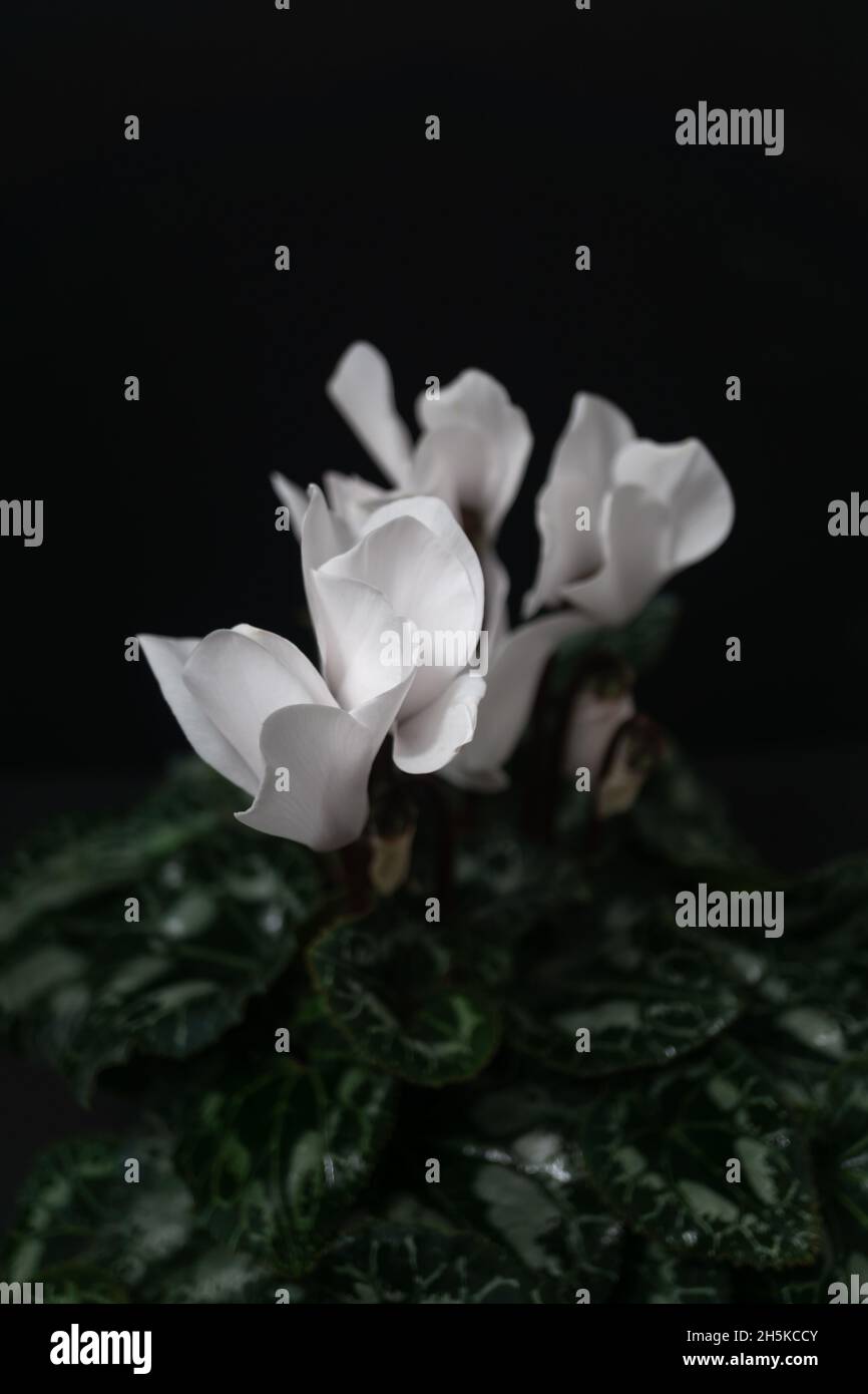 Cyclamen weiß natürliche Topfpflanze in schwarz Stockfoto