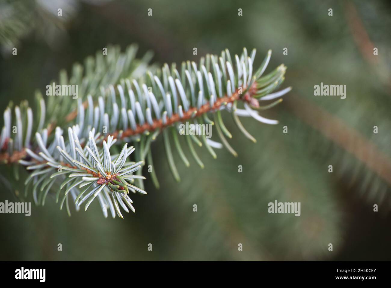 Silberne Fichtenzweige mit Nadeln in Nahaufnahme, natürlicher Neujahrsbaum für Weihnachten Hintergrund Stockfoto