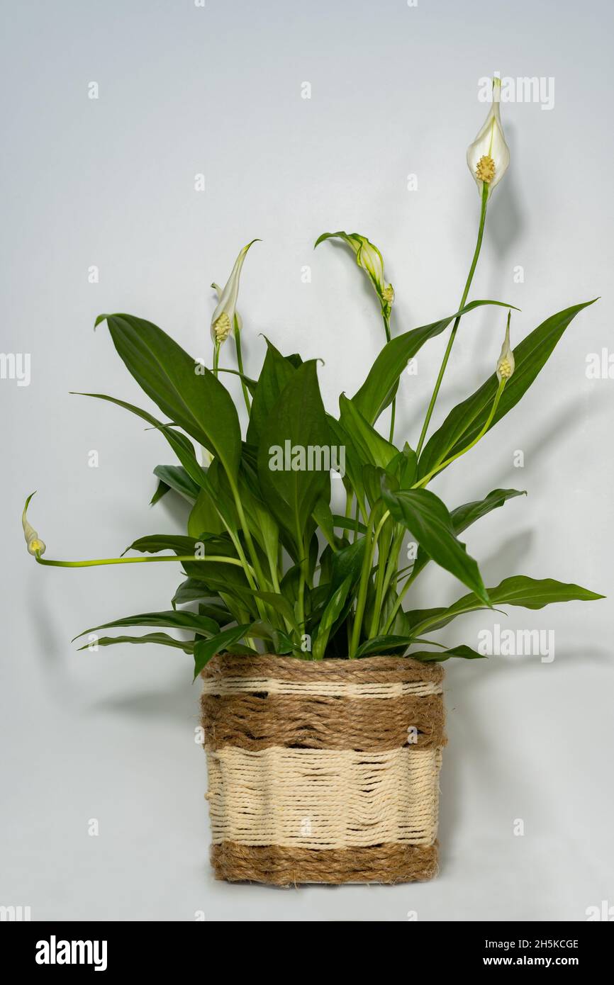 Cyclamen weiß natürlichen Topf Pflanze weißen Hintergrund Stockfoto