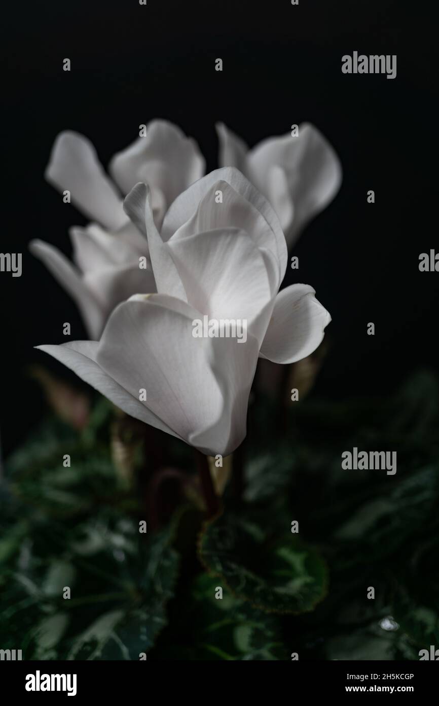Cyclamen weiß natürliche Topfpflanze in schwarz Stockfoto