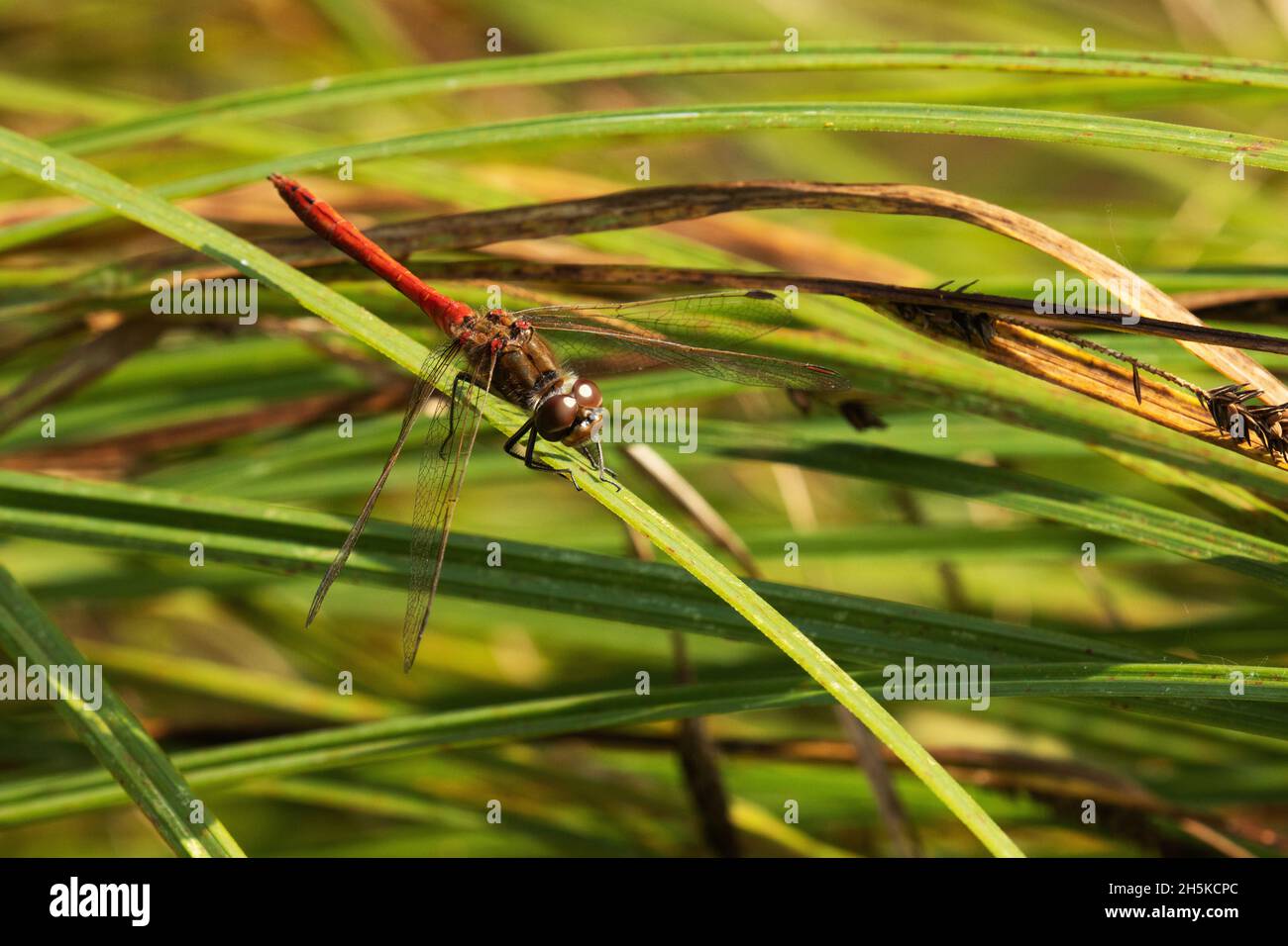 Libelle Gelbflügelpfeil, Sympetrum flaveolum, das auf einer Pflanze an einem kleinen Teich in Europa ruht. Stockfoto