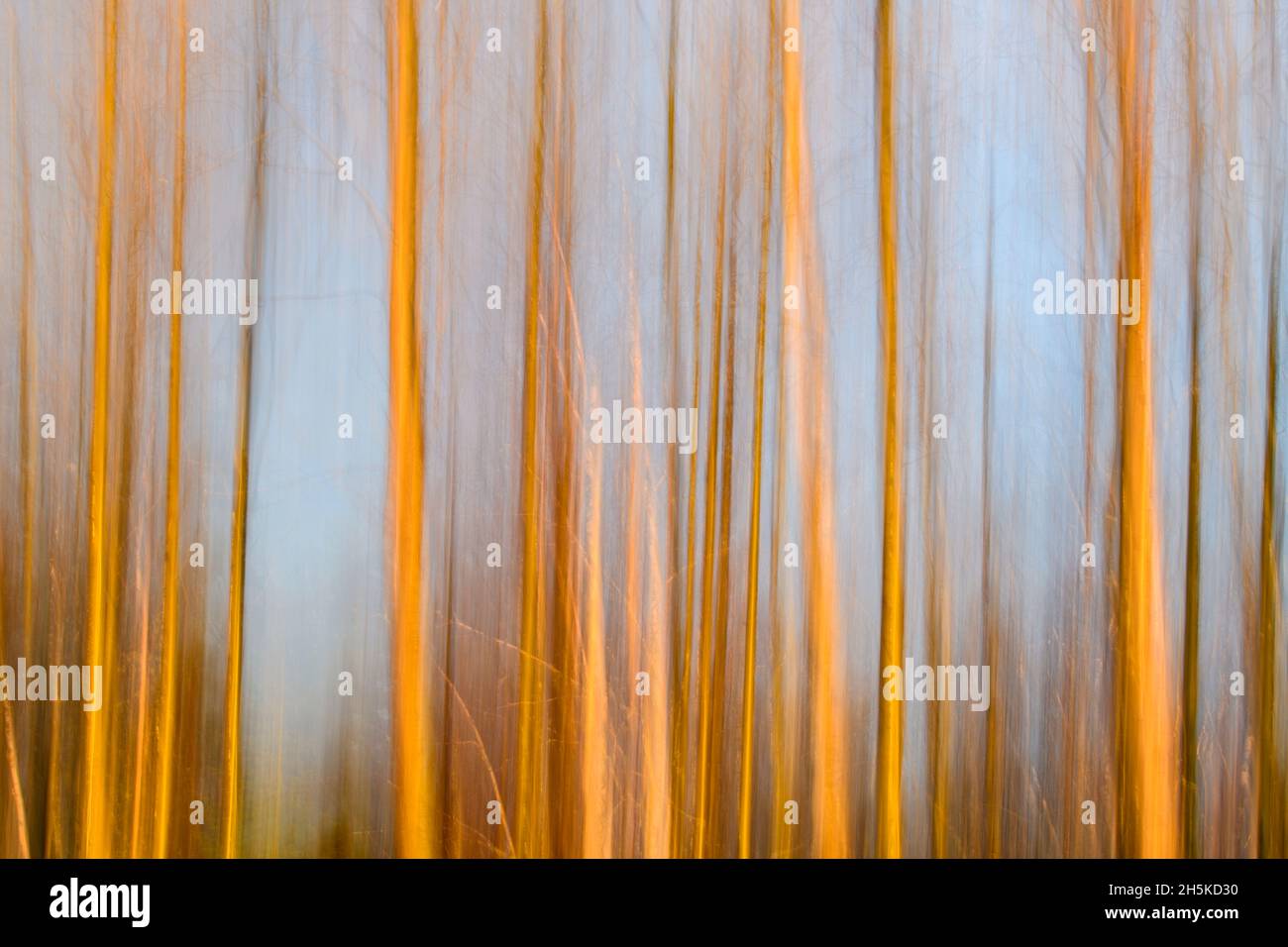 Baumstämme bei Sonnenaufgang im frühen Frühjahr, Timmins, Ontario, Kanada Stockfoto