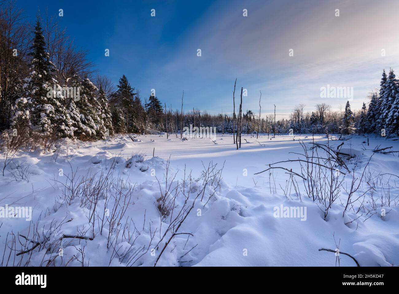 Unberührte Schneelandschaft in den Laurentides; Quebec, Kanada Stockfoto