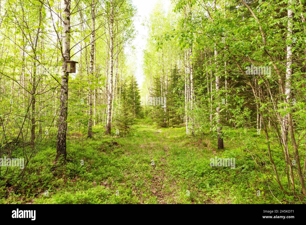 Kleiner Pfad durch ein Frühlingsbirkenholz mit frischen grünen Blättern in Estland, Nordeuropa. Stockfoto