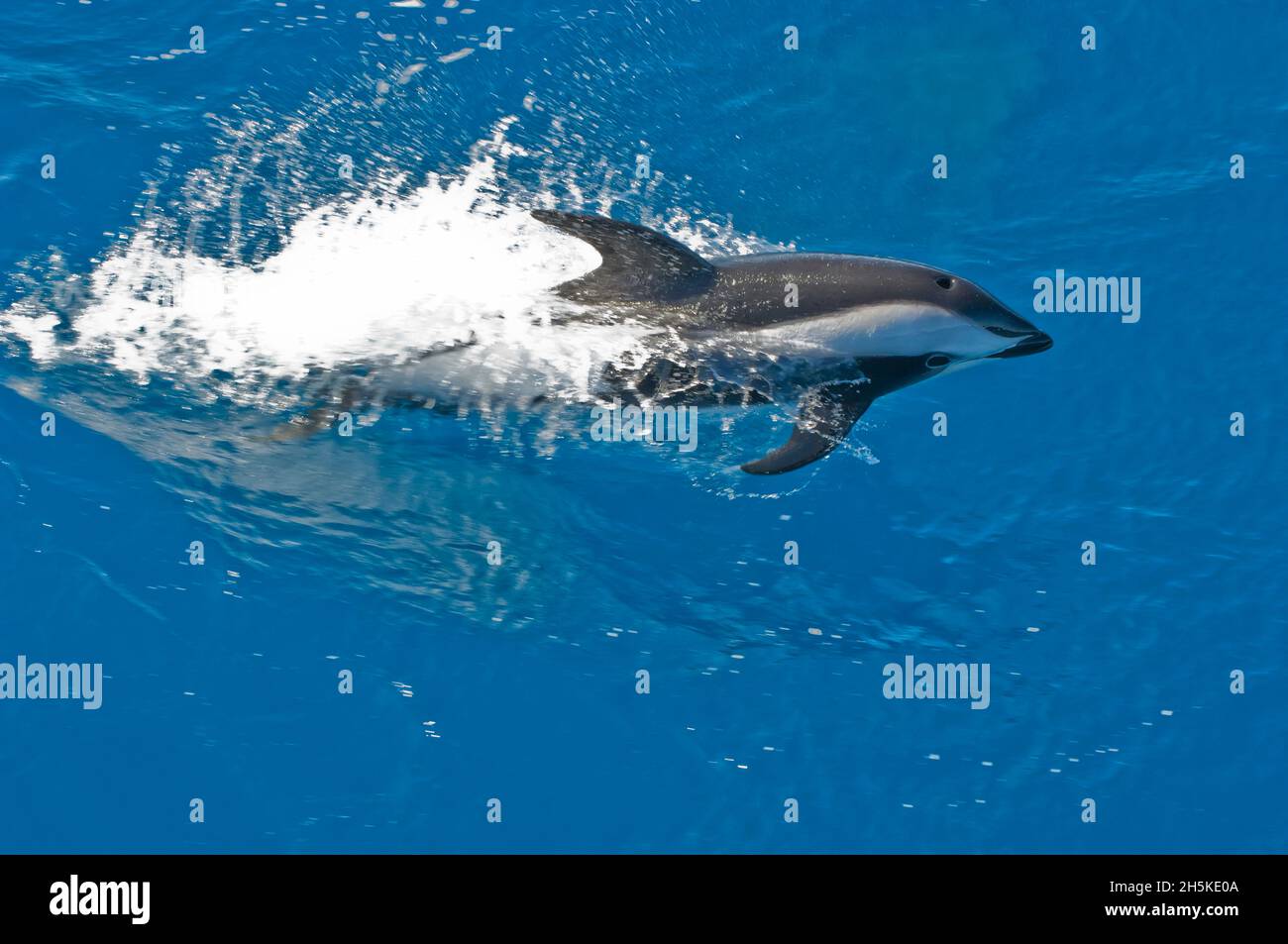 Sandelfin (Lagenorhynchus cruciger) schwimmt im blauen Wasser des Südlichen Ozeans; Südgeorgien-Insel, Antarktis Stockfoto