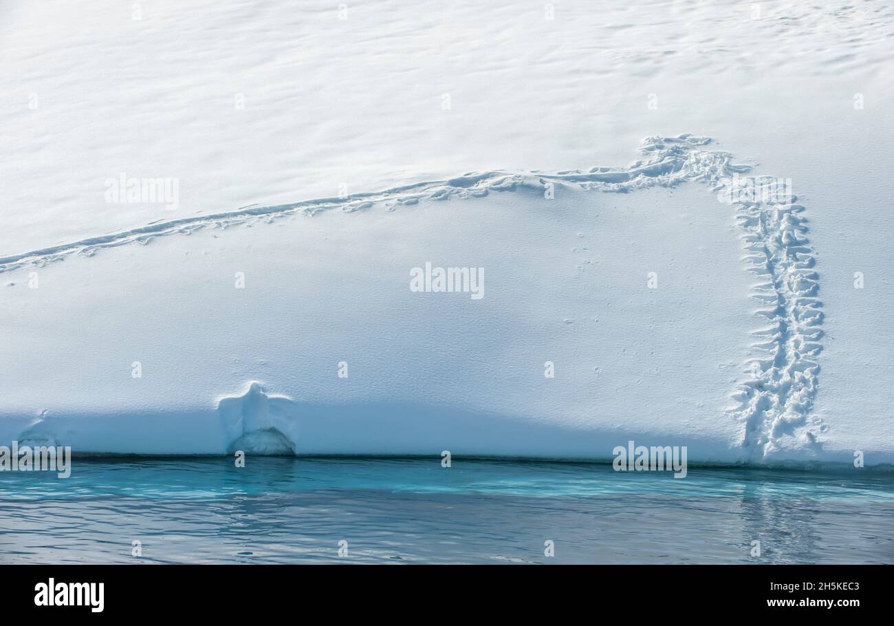 Adelie Pinguin (Pygoscelis adeliae) Spuren im Schnee, die zum kalten, türkisfarbenen Wasser des Ozeans führen und einen durchgehenden Aufdruck eines Pinguins auf ... Stockfoto