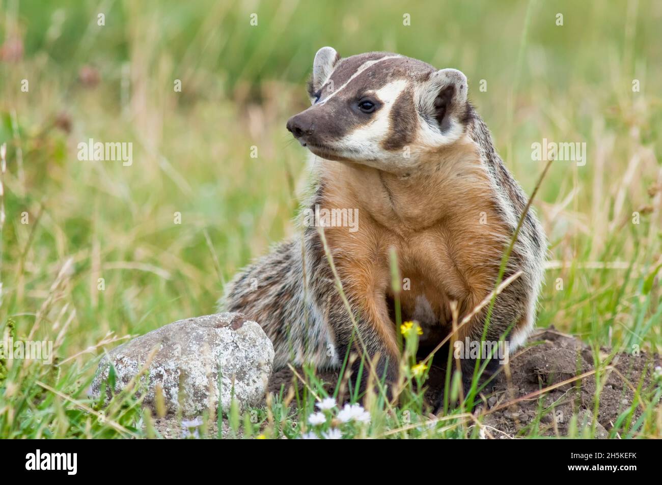 Porträt eines amerikanischen Dachs (Taxidea Taxus), der neben einem Felsen auf einer Graswiese sitzt; Yellowstone National Park, Wyoming, Vereinigte Staaten von Amerika Stockfoto