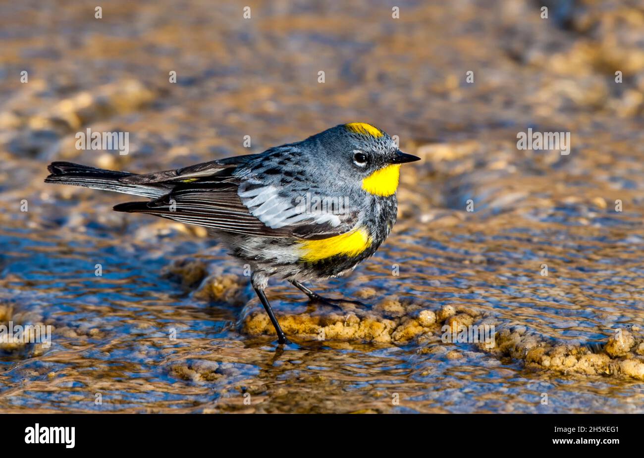 Nahaufnahme eines Gelbwurmsänger Audubon's (Dendroica coronata), der in den thermischen Abflusskanälen von Mammoth Hot Springs nach Nahrung sucht Stockfoto