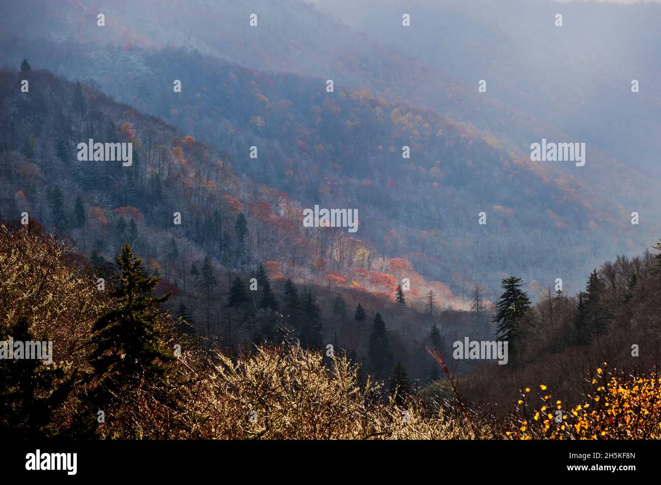Farbenfrohe Herbstfärbung am Berghang im Great Smokies National Park, Tennessee North Carolina; Vereinigte Staaten von Amerika Stockfoto