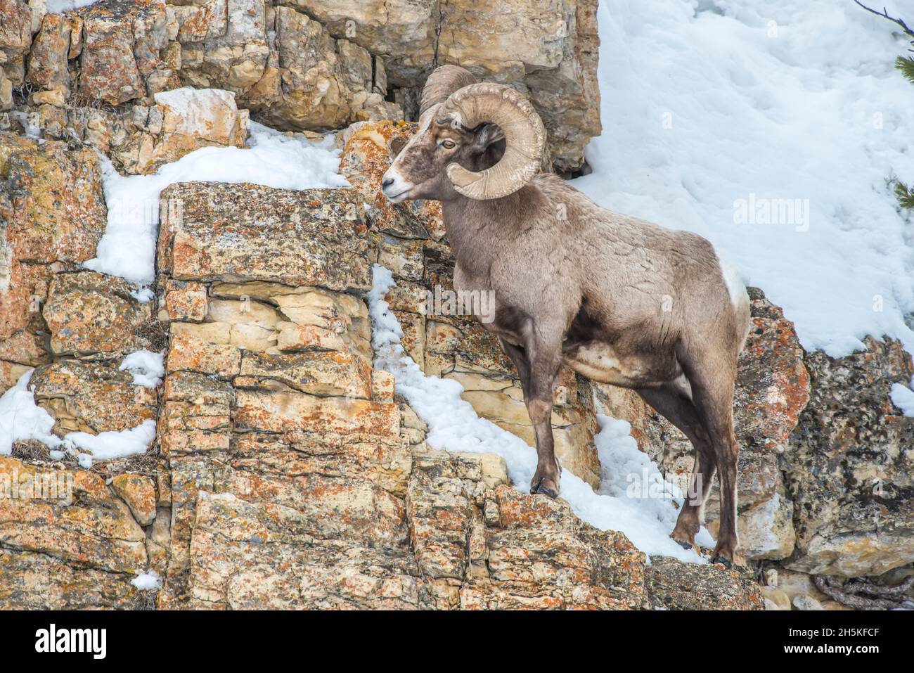 Porträt eines vollwelligen, bighornigen Schaframms (Ovis canadensis), der auf einer Felsklippe steht. Dickhornramme, die mindestens sechs Jahre alt sind, haben Hörner, die... Stockfoto