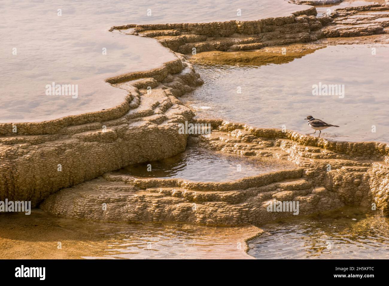 Ein killdeer (Charadrius vociferus), der auf den terrassierten Abflusskanälen von Mammoth Hot Springs; Yellowstone National Park, USA, steht Stockfoto