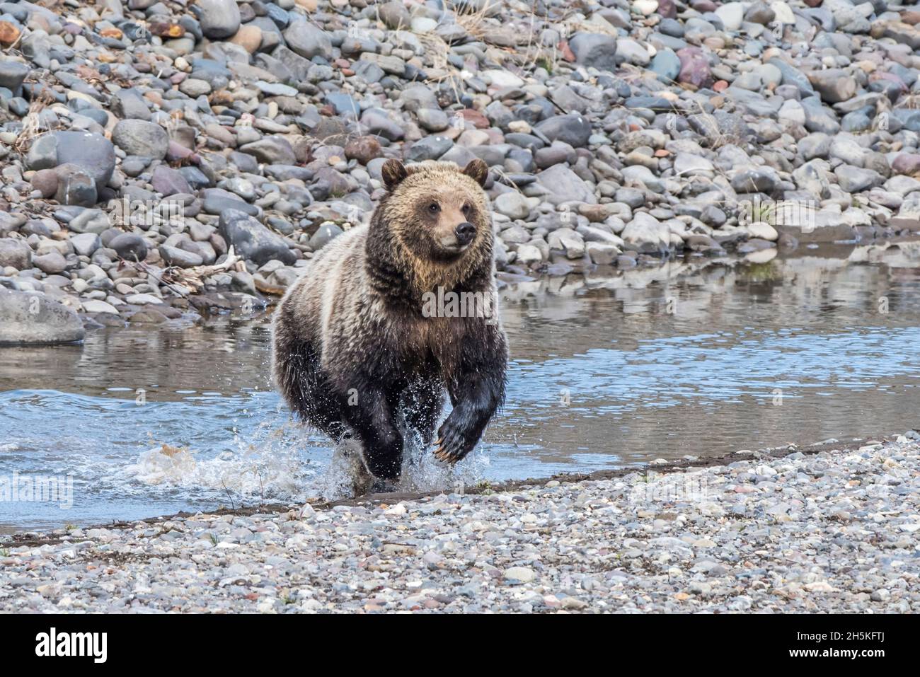 Braunbär (Ursus arctos), der durch einen Bach fließt, der auf ein Kiesstrand spritzt; Yellowstone-Nationalpark, Vereinigte Staaten von Amerika Stockfoto