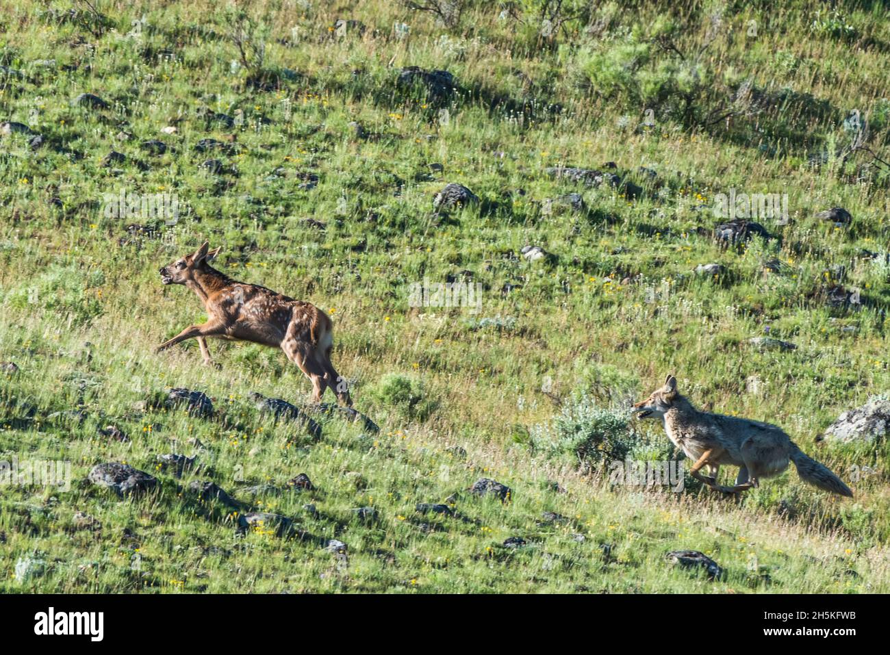 Ein Kojote (Canis latrans), der einen jungen Elch (Cervus canadensis) über ein Grasfeld jagt; Yellowstone-Nationalpark, Vereinigte Staaten von Amerika Stockfoto