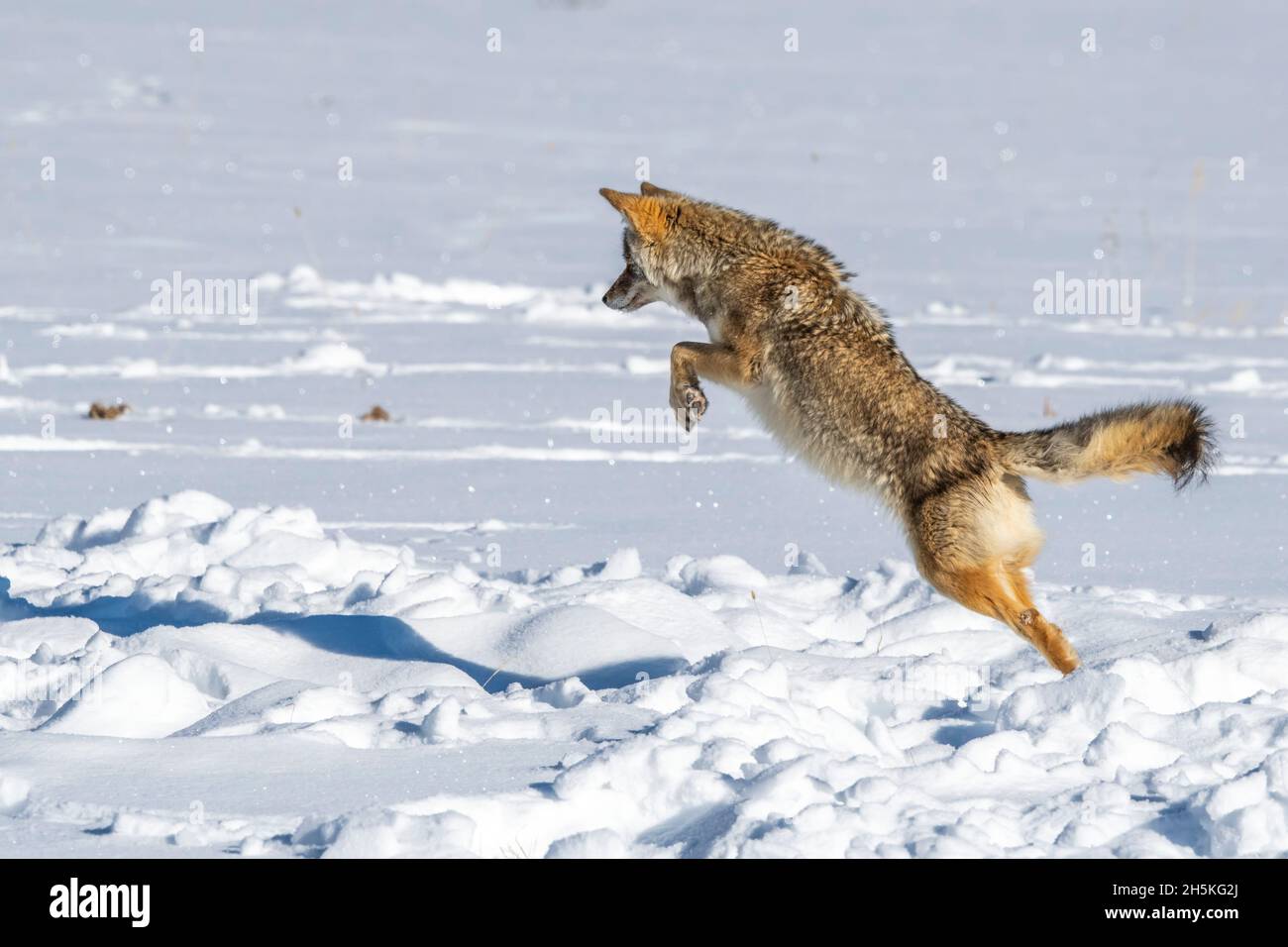 Ein Coyote (Canis latrans) springt im Schnee im Yellowstone National Park; Vereinigte Staaten von Amerika Stockfoto