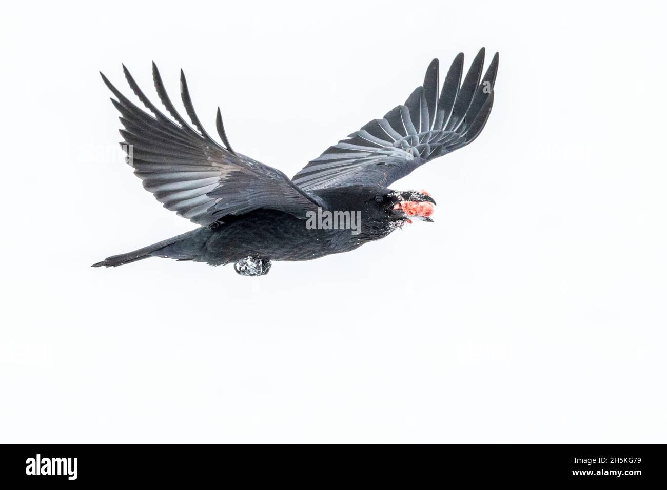 Raven (Corvus corax) fliegt im Winter mit Schnabel voll Fleisch in der Luft vor weißem Hintergrund; Montana, USA Stockfoto