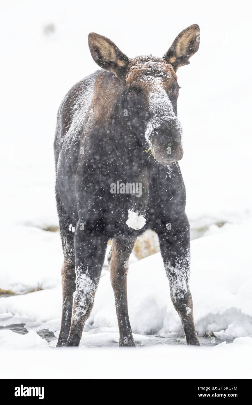 Nahaufnahme eines frostbedeckten Elches (Alces alces), der im Schnee steht und die Kamera anschaut Stockfoto