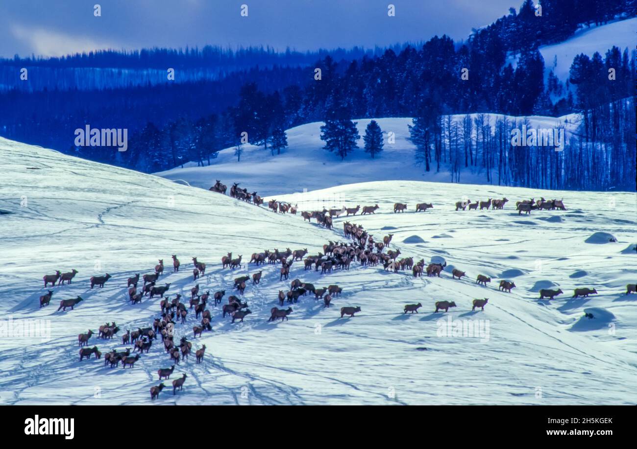 Herde von Kühen, Kälbern und jungen Stierelelchen (Cervus canadensis) versammeln sich in den unteren Höhen entlang der schneebedeckten Felder, die von älteren Kühen... Stockfoto