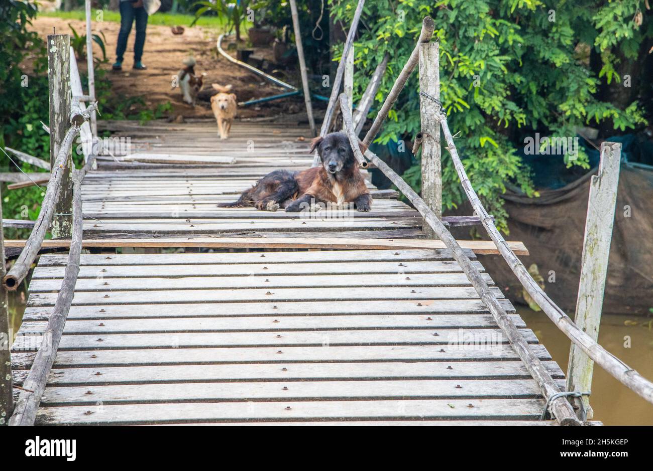 Straßenhunde bewachen eine wackelige und einfach konstruierte Holzbrücke, die über einen kleinen Bach führt Stockfoto