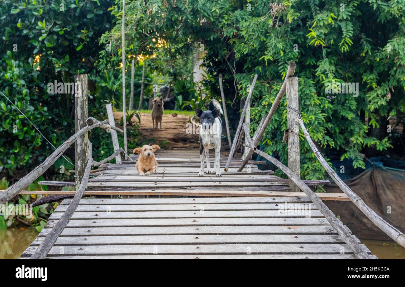 Straßenhunde bewachen eine wackelige und einfach konstruierte Holzbrücke, die über einen kleinen Bach führt Stockfoto