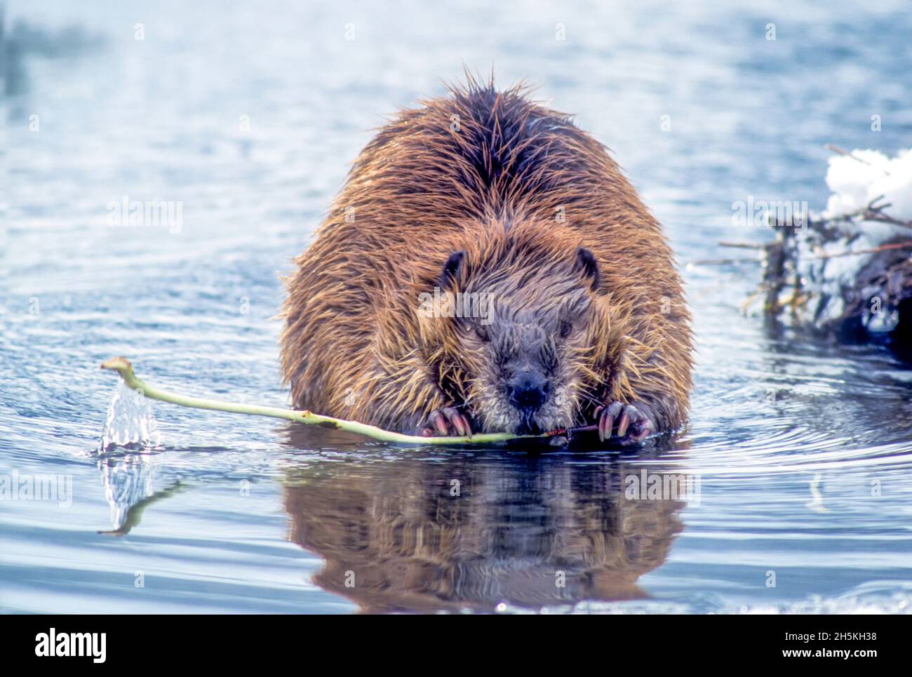 Nahaufnahme eines Bibers (Castor canadensis), der auf einem Zweig im Wasser kaut; Vereinigte Staaten von Amerika Stockfoto