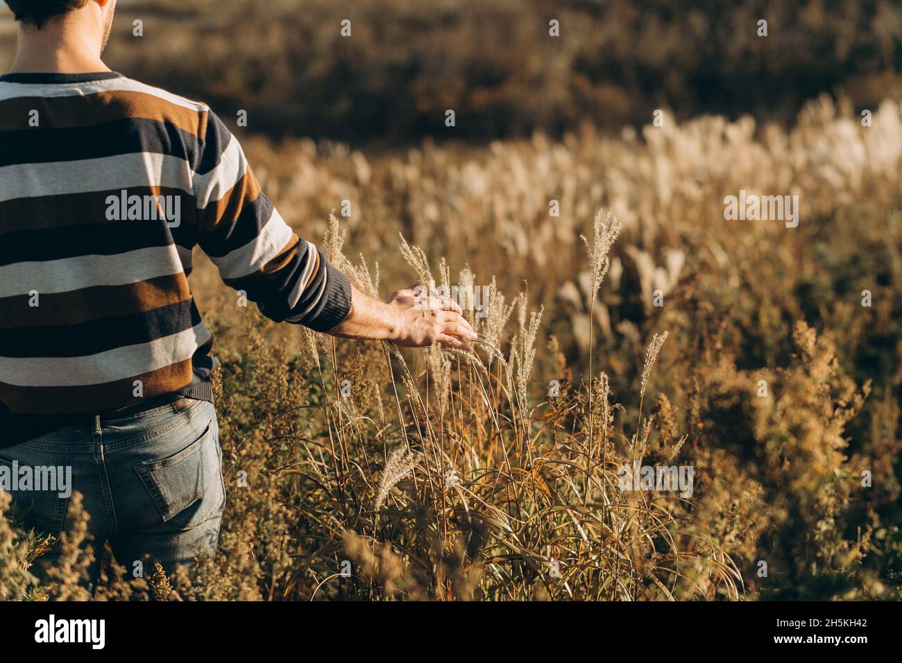 Mann auf Einem Feld streichelt trockenes Gras Stockfoto
