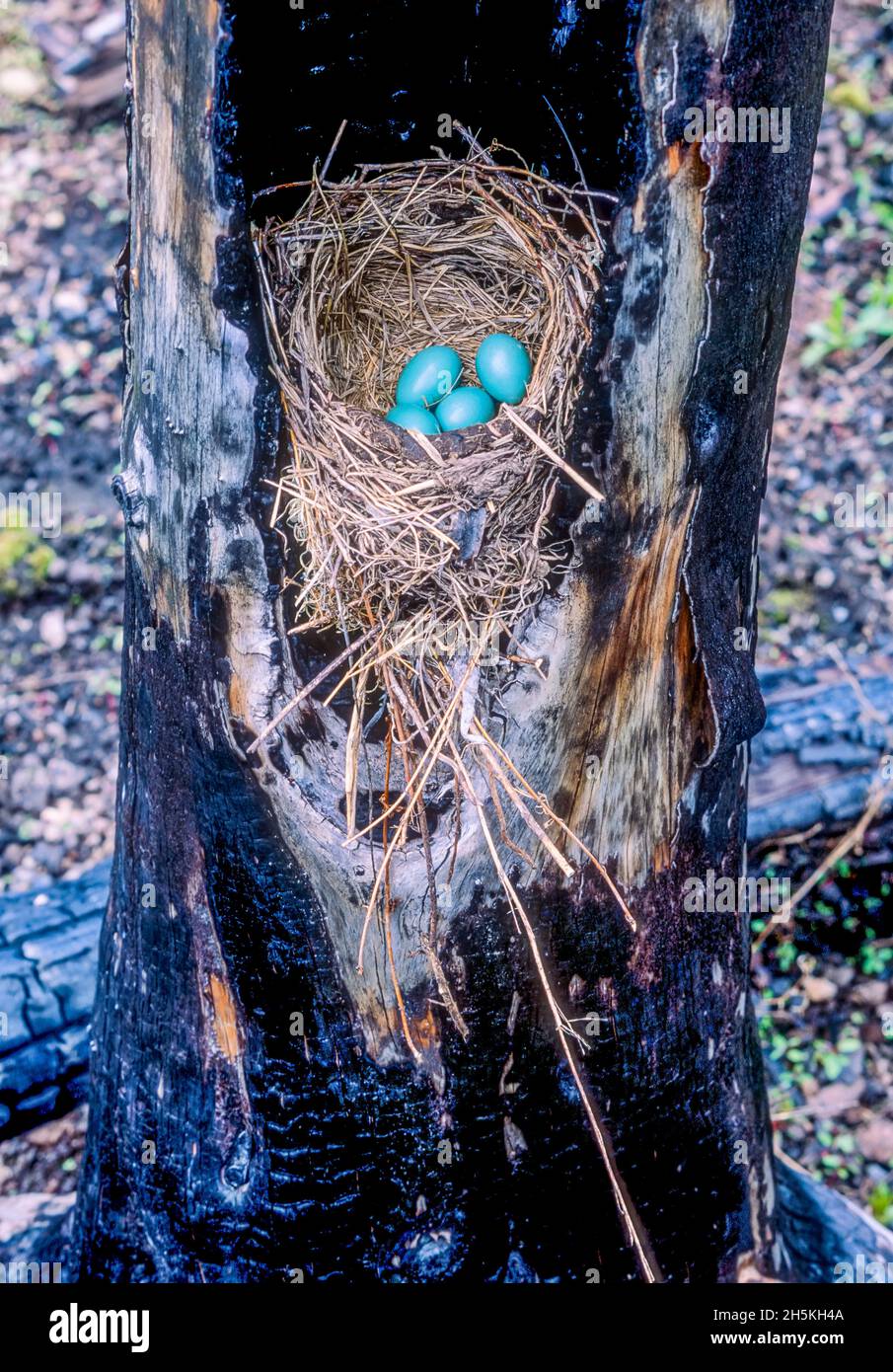 Ein Rotkehlchen brütete und legte vier Eier (Turdus migratorius) in einen ausgebrannten Baumstamm, der durch die Brände von 1988 in Yellowstone Nat... Stockfoto