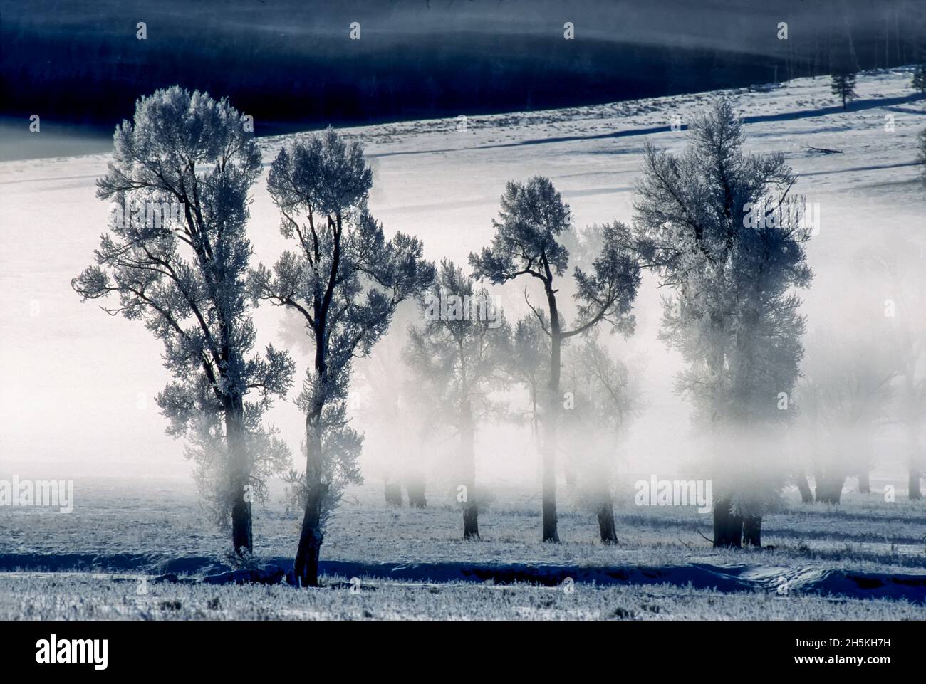 Östliche Baumwollwälder (Populus deltoides), die auf einem Winterfeld im Lamar Valley im Yellowstone National Park, den Vereinigten Staaten von Amerika, mit Frost bedeckt sind Stockfoto