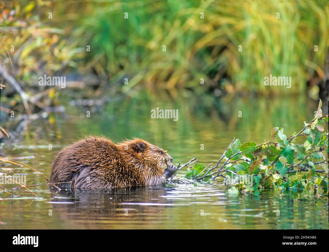 Blick von hinten auf einen Biber (Castor canadensis), der im Yellowstone National Park auf einem Ast aus grauer Erle (Alnus incana) im Wasser kaut... Stockfoto