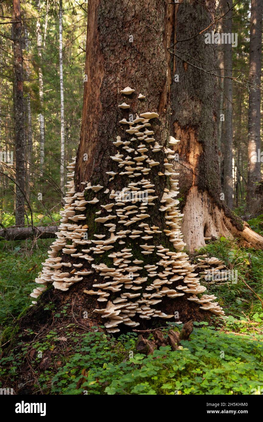 Der Poroide Pilz Climacocystis borealis wächst massiv auf einem alten, stehenden Fichtenbaum in einem alten Wald in Estland, Nordeuropa. Stockfoto