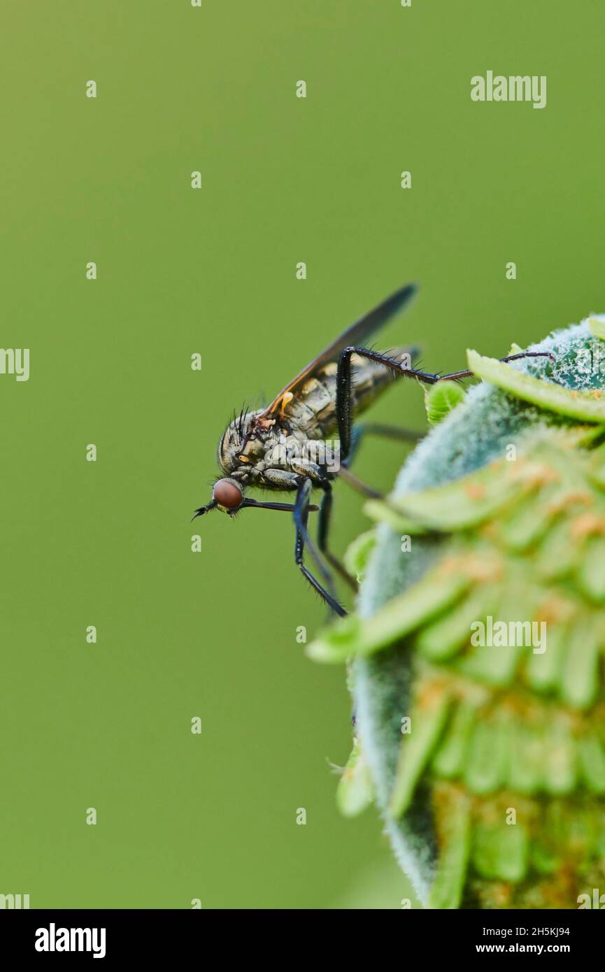 Nahaufnahme einer Raubfliege oder Assassinfliege (Asilidae) auf männlichem Farn oder Wurmfarn (Dryopteris filix-Mas); Bayern, Deutschland Stockfoto