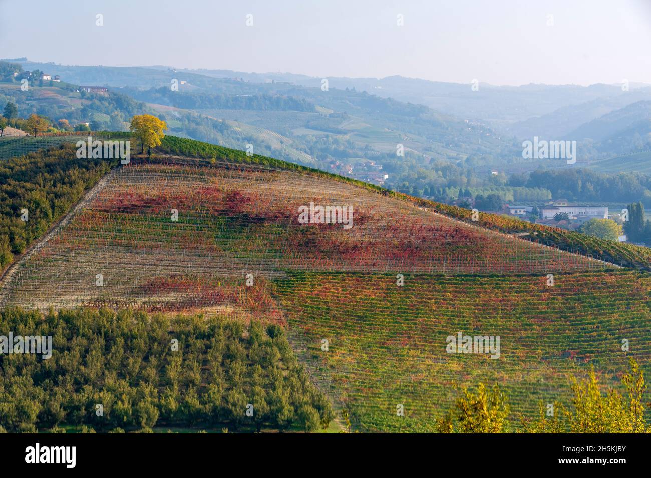 Im Herbst dominiert ein gelber Baum die Spitze eines Hügels, der mit Weinbergen und Haselnusshainen bepflanzt ist Stockfoto