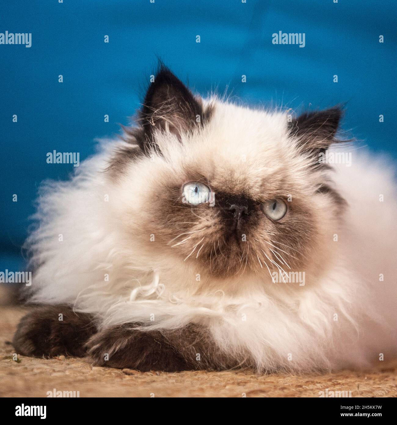 Ahnentafel Himalayan Kätzchen Stockfoto