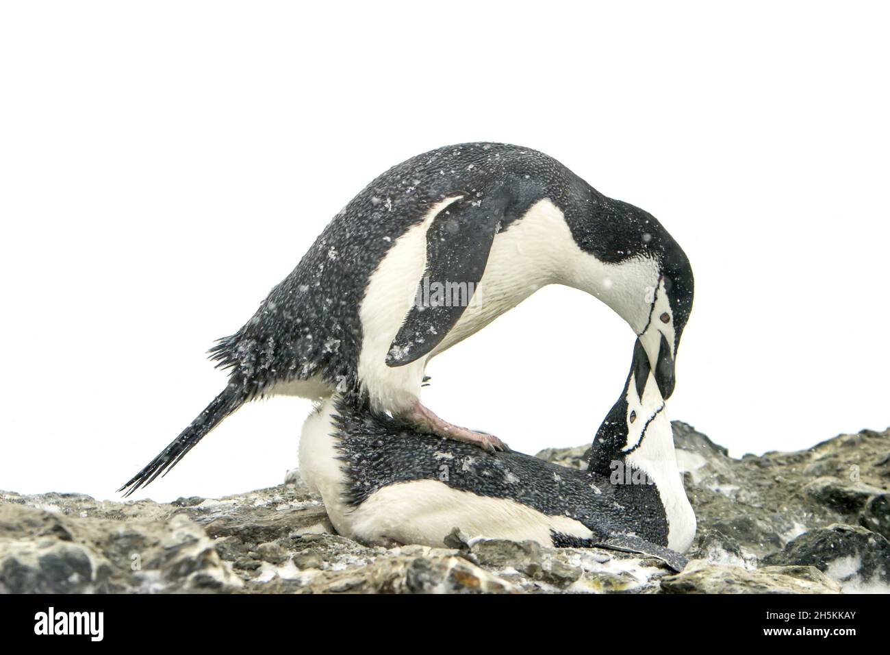 Ein Paar Kinnriemen-Pinguine, Pygoscelis antarctica, Paarung. Stockfoto