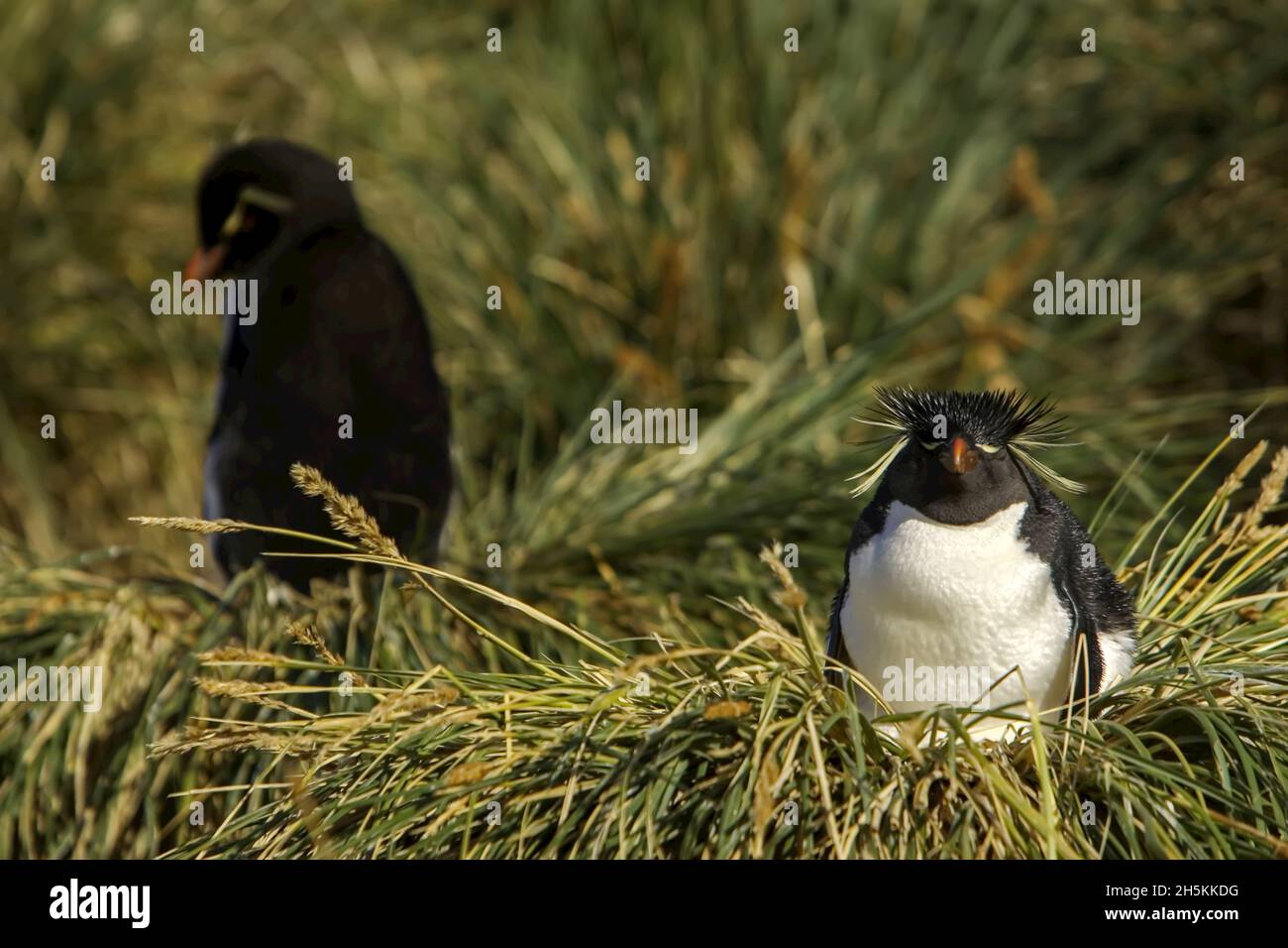 Ein Steintrichter-Pinguin sitzt auf seinem Nest im Bussockengras. Stockfoto