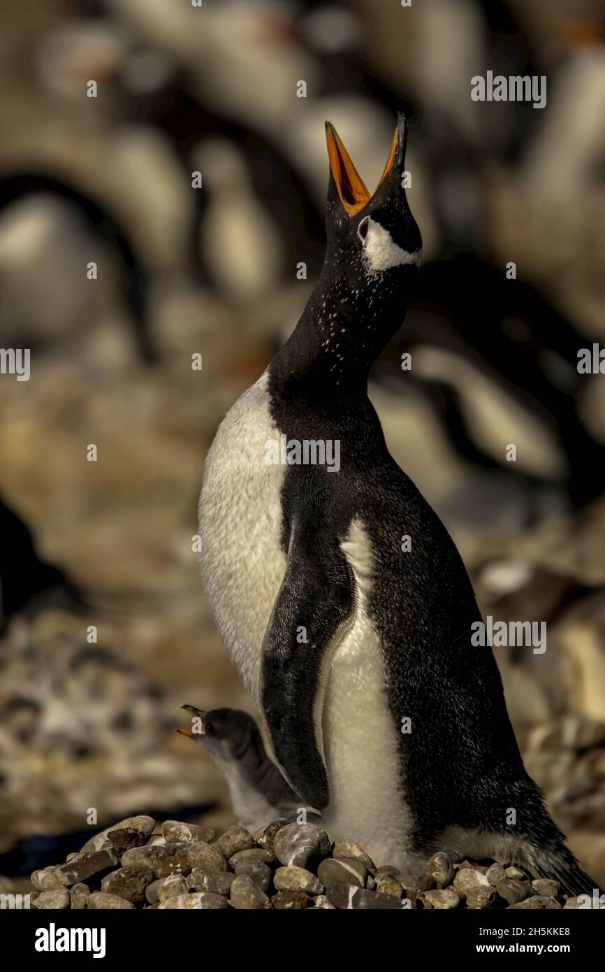 Mutter Gentoo Pinguin mit Küken ruft nach ihrem Partner. Stockfoto