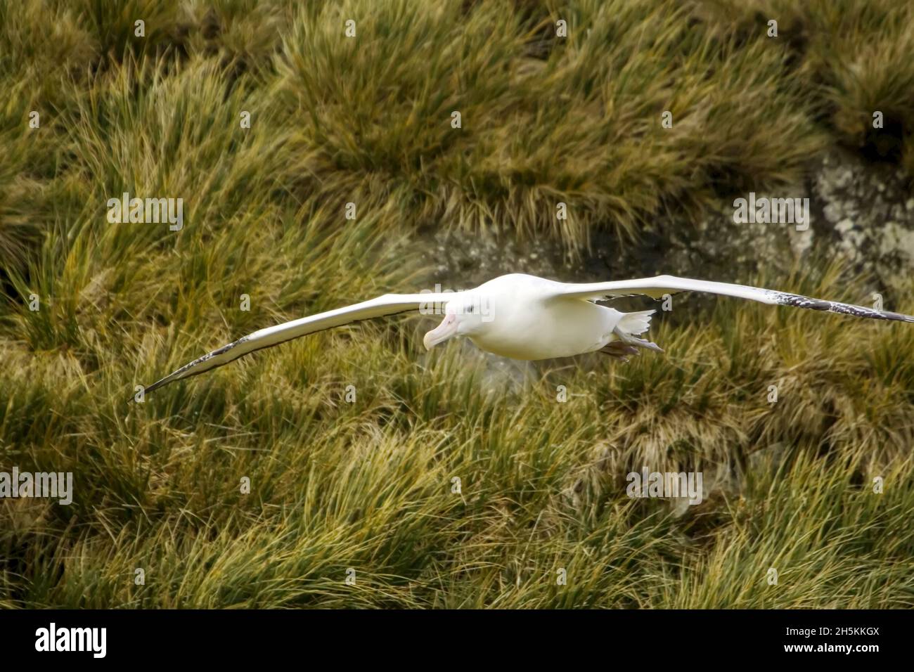Ein gefährdeter wandernder Albatros, Diomedea exulans, fliegt. Stockfoto