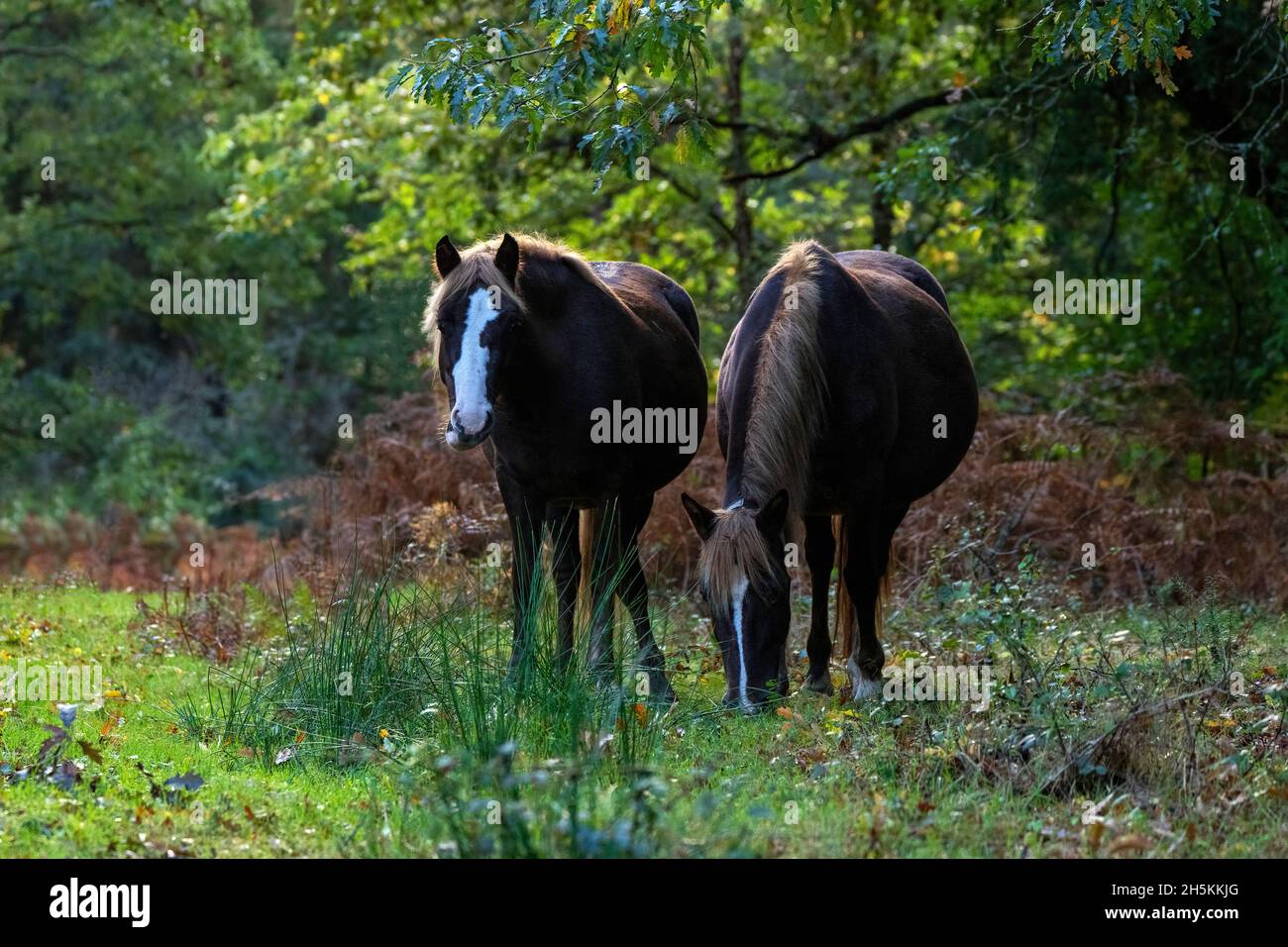 Ponys-Equus ferus caballus grasen im Herbst im New Forest National Park, Hampshire, England, Großbritannien Stockfoto