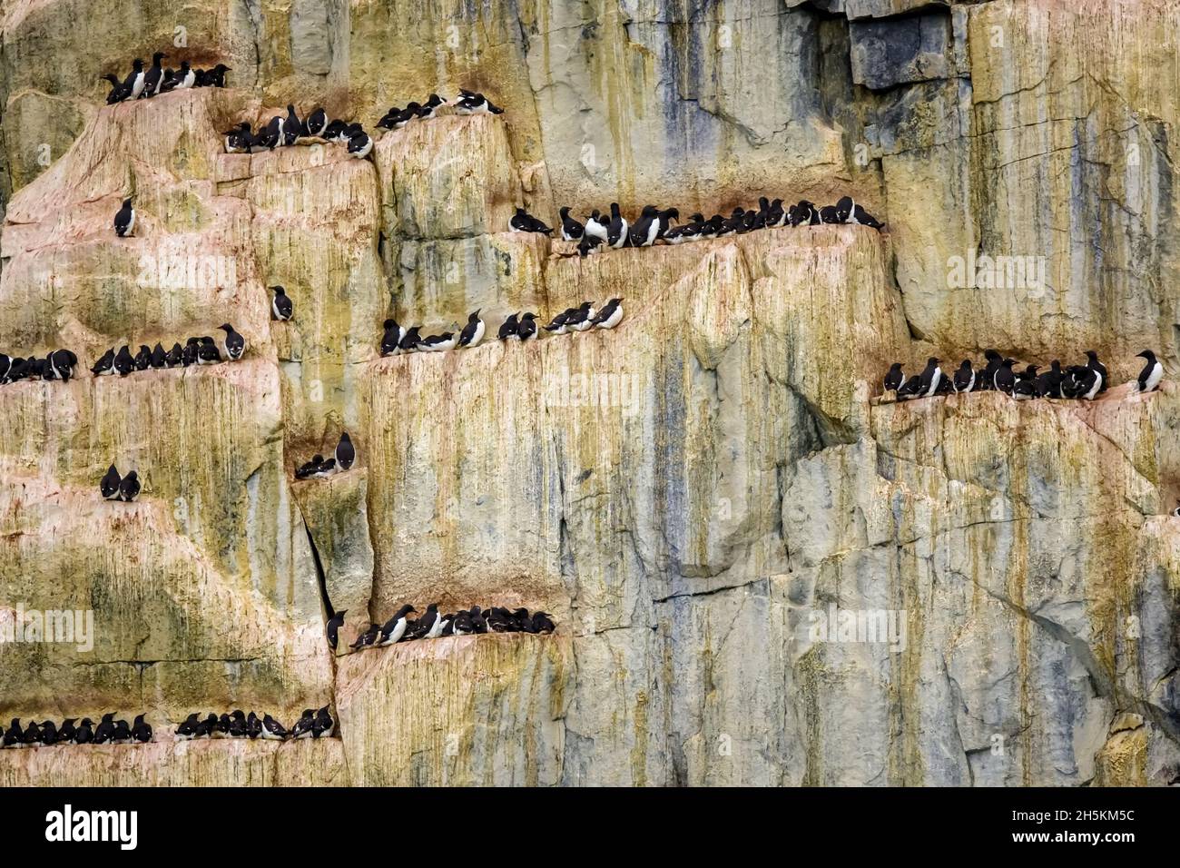 Brunnich der trottellummen/Thick-billed murres an einem Hang Kolonie. Stockfoto